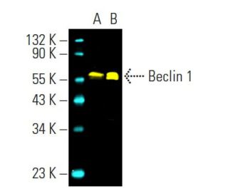 BECN1/Beclin-1 Antibody (E-8) - Western Blotting - Image 392786 