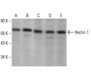 BECN1/Beclin-1 Antibody (G-11) - Western Blotting - Image 373063 