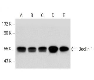 western blotting image from recommended BECN1/Beclin-1 (E-8) monoclonal antibody replacement. Image 320897