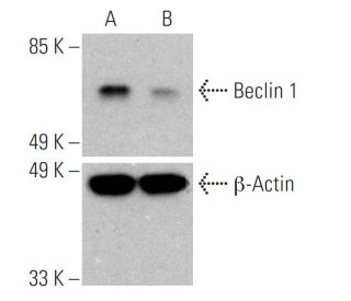 BECN1/Beclin-1 Antibody (E-8) - Western Blotting - Image 390034