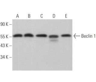 BECN1/Beclin-1 Antibody (E-8) - Western Blotting - Image 372993
