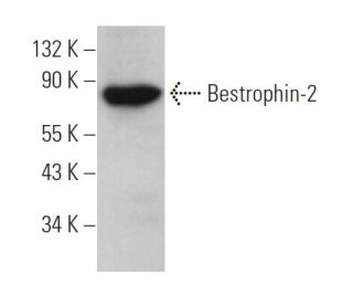 Bestrophin-2 Antibody (B-5) - Western Blotting - Image 371613 