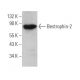 Bestrophin-2 Antibody (B-5) - Western Blotting - Image 371613 