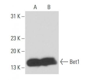 Bet1 Antibody (16G6) - Western Blotting - Image 15565