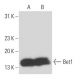 Bet1 Antibody (16G6) - Western Blotting - Image 15565
