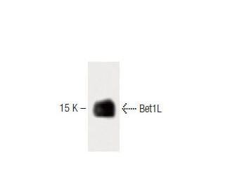 Bet1L Antibody (19) - Western Blotting - Image 60179 