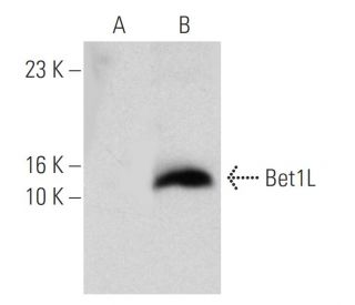 Bet1L (19): sc-135846. Western blot analysis of Bet1L expression in non-transfected: sc-117752 (A) and human Bet1L transfe