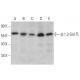 β-1,3-Gal-TL Antibody (C-1) - Western Blotting - Image 356215 