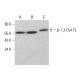 β-1,3-Gal-TL Antibody (C-1) - Western Blotting - Image 379049 