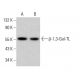 β-1,3-Gal-TL Antibody (C-1) - Western Blotting - Image 380613
