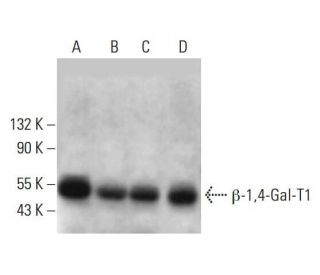 &beta;-1,4-Gal-T1 Antibody (A-3) - Western Blotting - Image 381116 