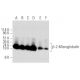 Este anticuerpo policlonal ha dejado de fabricarse. Consulta nuestro anticuerpo monoclonal recomendado <a href="beta-2-microglobulin-antibody-g-10">β-2-Microglobulin (G-10)</a> (se muestran datos de muestra). western blotting image from recommended β-2-Microglobulin (G-10) monoclonal antibody replacement. Image 354765