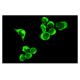 β-2-Microglobulin Antibody (S19.8) - Immunofluorescence - Image 10187 