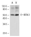 SCBT - Santa Cruz Biotechnology