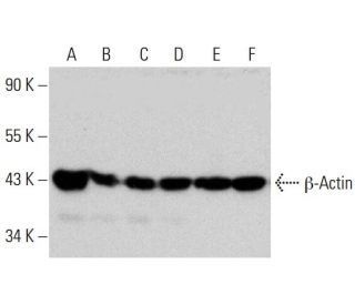 beta Actin Antibody (2A3) - Western Blotting - Image 386832 