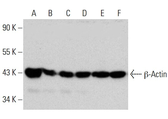 beta Actin Antibody 2A3 SCBT Santa Cruz Biotechnology