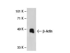 beta Actin Antibody AC 15 SCBT Santa Cruz Biotechnology