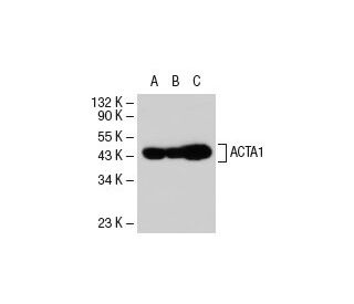 beta Actin Antibody AC 15 SCBT Santa Cruz Biotechnology