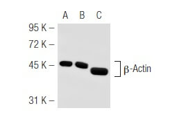 beta Actin Antibody AC 15 SCBT Santa Cruz Biotechnology