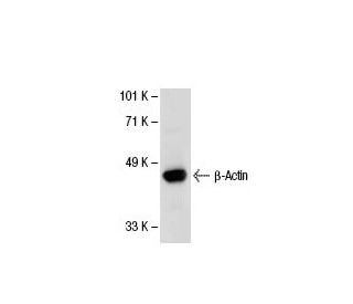 beta Actin Antibody ACTBD11B7 SCBT Santa Cruz Biotechnology