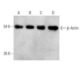 beta Actin Antibody C4 SCBT Santa Cruz Biotechnology