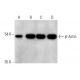 Beta Actin Antibody (C4) | SCBT - Santa Cruz Biotechnology