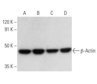 beta Actin Antibody C4 SCBT Santa Cruz Biotechnology