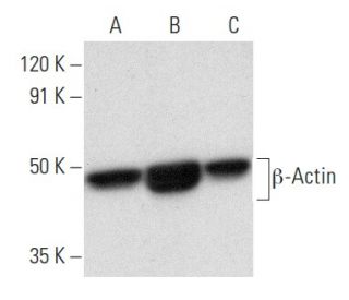 beta Actin Antibody C4 SCBT Santa Cruz Biotechnology