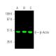 Beta Actin Antibody (C4) | SCBT - Santa Cruz Biotechnology