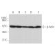 Anti-β-Actin Antibody (C4) | SCBT - Santa Cruz Biotechnology