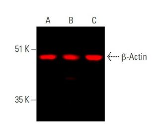 beta-actin-antibody-c4-western