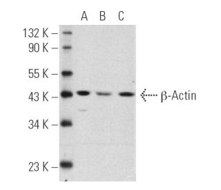 beta Actin Antibody C4 SCBT Santa Cruz Biotechnology