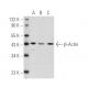 Beta Actin Antibody (C4) | SCBT - Santa Cruz Biotechnology