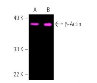 beta Actin Antibody C4 SCBT Santa Cruz Biotechnology