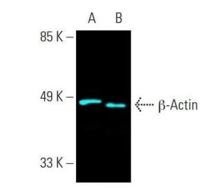 beta Actin Antibody C4 SCBT Santa Cruz Biotechnology