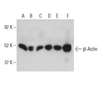 beta Actin Antibody C4 SCBT Santa Cruz Biotechnology