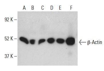 beta Actin Antibody C4 SCBT Santa Cruz Biotechnology