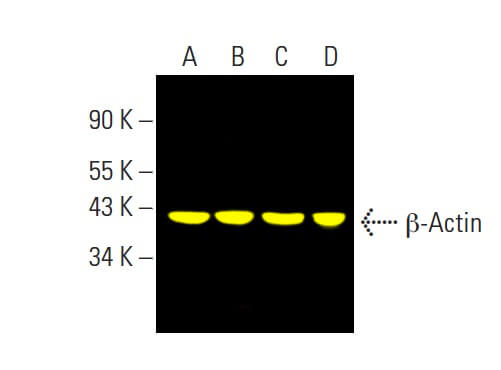 beta Actin抗体(C4) | SCBT - Santa Cruz Biotechnology