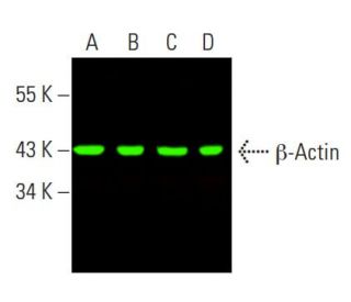 beta Actin Antibody C4 SCBT Santa Cruz Biotechnology