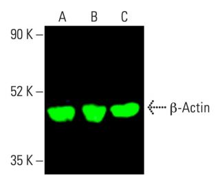 beta Actin抗体(C4) | SCBT - Santa Cruz Biotechnology