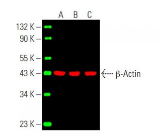 western blotting image from recommended beta Actin (C4) monoclonal antibody replacement. Image 388047