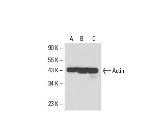 Actin Antibody (2Q1055) - Western Blotting - Image 17662