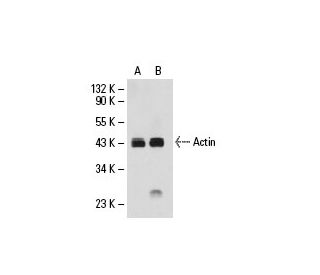 Actin Antibody (8.S2.1) - Western Blotting - Image 19138