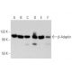western blotting image from recommended β-Adaptin (A-5) monoclonal antibody replacement. Image 358647