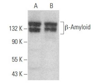 western blotting image from recommended &beta;-Amyloid (B-4) monoclonal antibody replacement. Image 354510