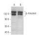 western blotting image from recommended β-Amyloid (B-4) monoclonal antibody replacement. Image 354510