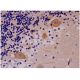 beta Arrestin 1/2 Antibody (21-B1) - Immunohistochemistry - Image 287319 