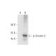 β-Arrestin-2 Antibody (F-2) - Western Blotting - Image 332785
