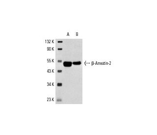 &beta;-Arrestin-2 Antibody (H-9) - Western Blotting - Image 3575 