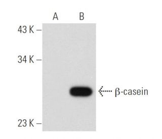 &beta;-casein Antibody (H-7) - Western Blotting - Image 84042